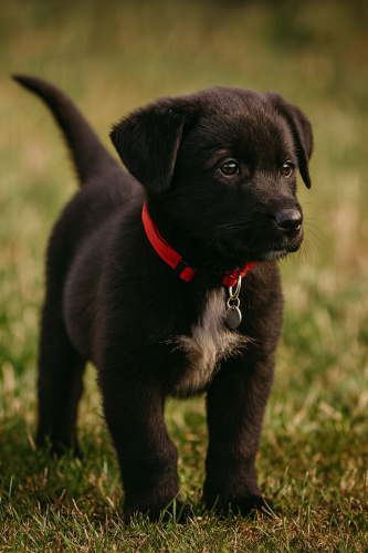 Rubi: Dişi bir Labrador/Alman Çoban Köpeği kırması fotoğraf