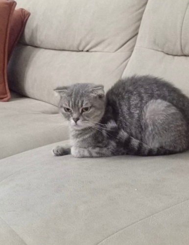 Sokakların Korkak Güzeli fotoğraf