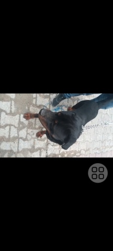 Ateş acil yuva arıyoruz fotoğraf