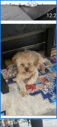 Kurabiye acil yuva arıyoruz fotoğraf