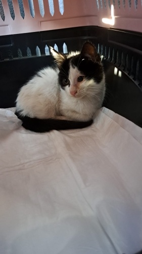 Şeker oğlana bebişe yuva aile arıyoruz fotoğraf