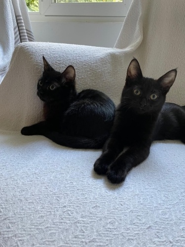 Oyuncu sevgi yumağı iki kardeş fotoğraf