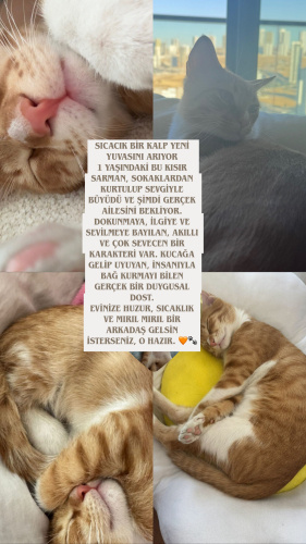 ACİLL SOKAĞA GERİ DÖNECEK fotoğraf