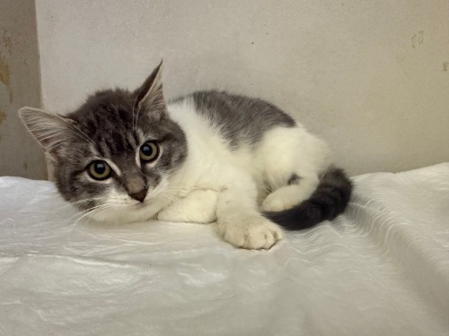 Sokaga arılmıs british kırması bebek fotoğraf