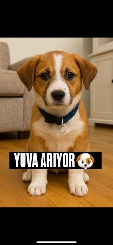 DİŞİ VE ERKEK JACK RUSSEL MELEZLERİ ‼️ fotoğraf