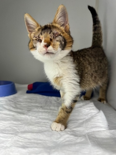 Paşa yuvasını arıyor fotoğraf