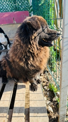 YAKLAŞIK 1.5-2 YAŞLARINDA CHOW CHOW MELEZİ fotoğraf