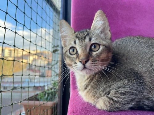 Minik British Tekir Kırması fotoğraf