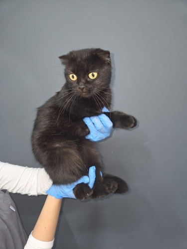 Peri kızı yuvasını arıyor fotoğraf