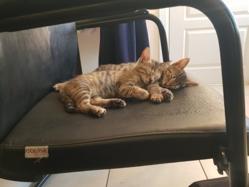 Bahtsız kardeşler Necla ve Mecnun fotoğraf