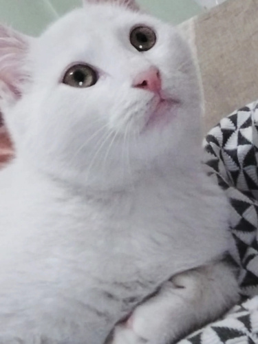 Pamuksu omurluk yuvasini ariyor 🐾 fotoğraf