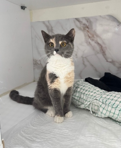 Kurabiyemiz ömürlük yuvasını arıyor fotoğraf