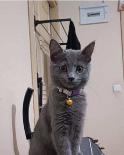 prensese kalıcı yuva arıyoruz 💗 fotoğraf