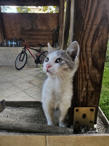 Şirin tombişimize ömürlük yuva fotoğraf