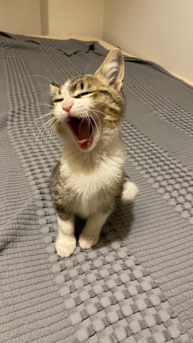 evde tek başına bırakılmış fotoğraf