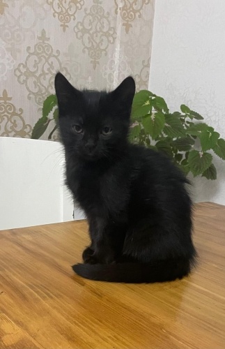 Karaboncuk için yuva arıyoruz fotoğraf