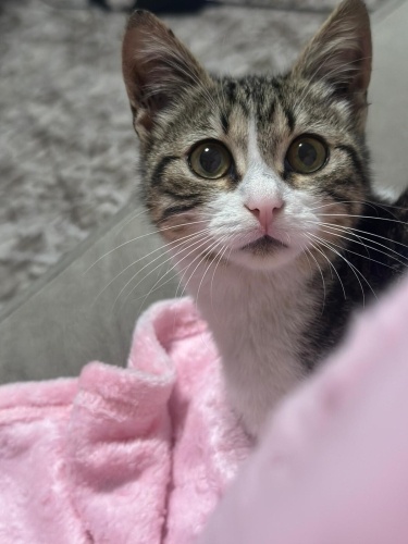 Narin ömürlük yuvasını arıyor fotoğraf