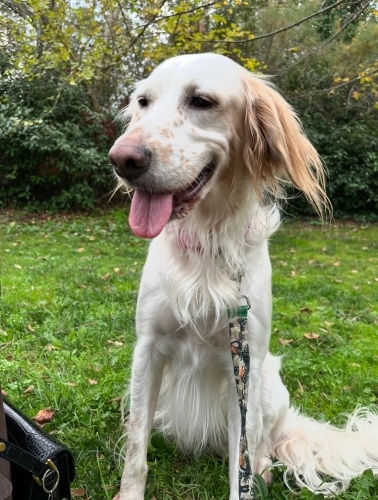 Minnoş Kalpli, İnsan Canlısı 2 Yaş İngiliz Setter fotoğraf