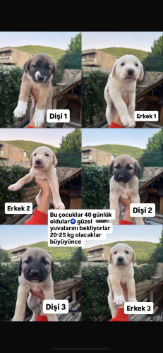 Birbirinden güzel yavrular fotoğraf
