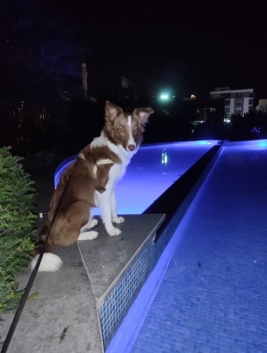 Çocuk Dostu, İyi Eğitimli Luna Aile Olmak İstiyor fotoğraf