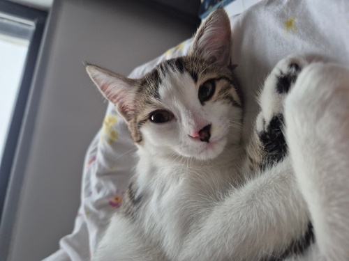 Acil yuva arıyoruz fotoğraf