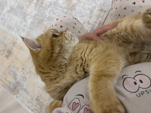 Garfield kedimi sahiplendiriyorum fotoğraf