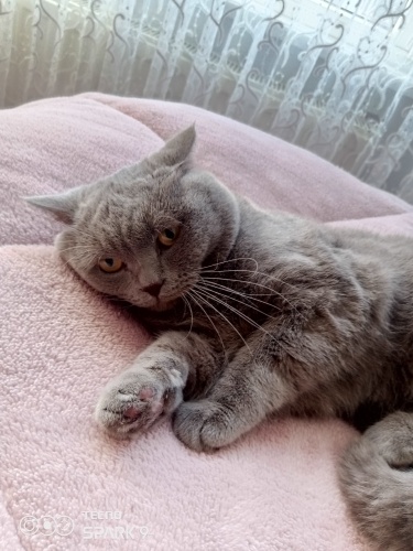 Can dostu🖤 sevecen,sevimli,uykucu bir kedi 🐱 fotoğraf