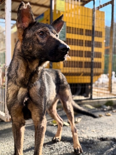 Hollanda Çoban Köpeği Rocky yuvasını arıyor! fotoğraf