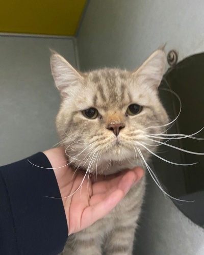 🏠 Bir terk ediliş öyküsü sonrası maalesef yine İSTANBUL YUVA İLANI fotoğraf