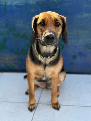 Pera barınağa terk edildi fotoğraf