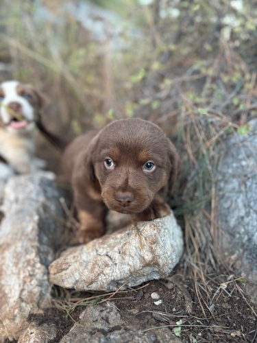 2 aylık anne küçük ırk yuva arıyoruz fotoğraf