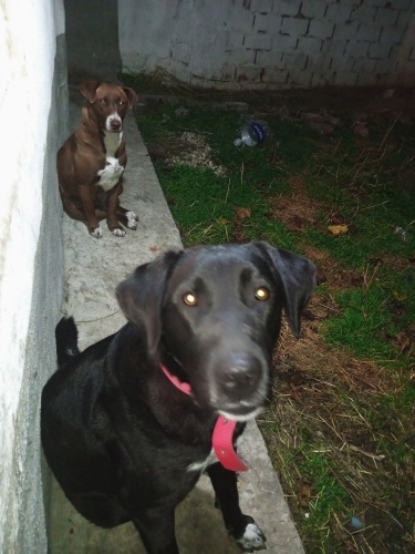 Bal gözlü güzellik fotoğraf