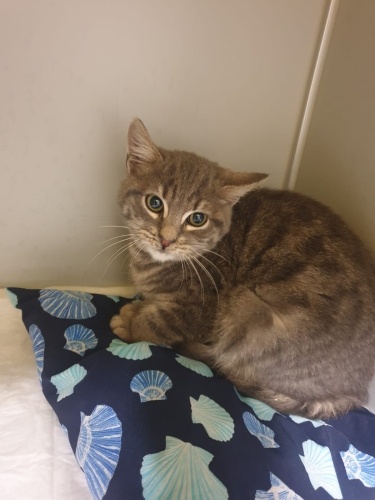 🚨Ömürlük yuva aranıyor bu güzel bebeğe...🏠 fotoğraf