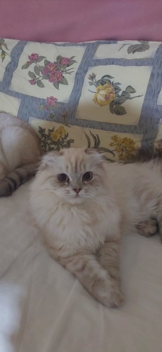 Kızımıza ömürlük yuva arıyoruz fotoğraf