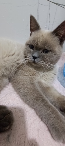 Acil yuva barınağa gitmeden fotoğraf