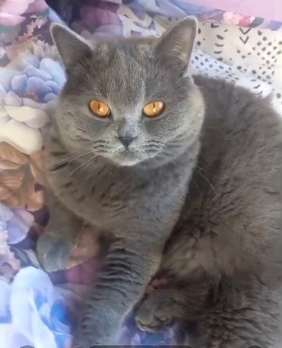 Ücretsiz sahiplenme pofidik British kedi acil yuva fotoğraf