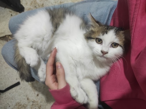 YAVRU KEDİ OZİCAN YUVA ARIYOR fotoğraf