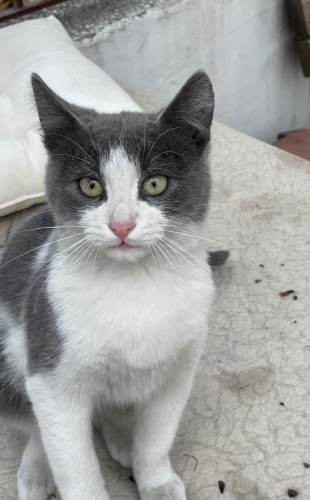 Dünya güzeli erkek tekir fotoğraf