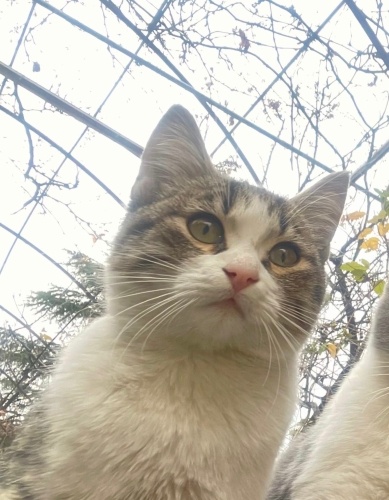 Tek derdi kendini sevdirmek olan bir yavru 🥹 fotoğraf