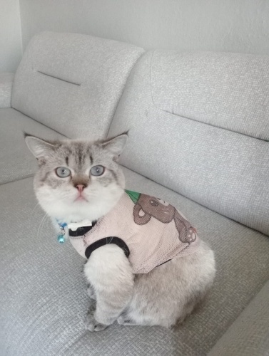 Masum sütlaçımı fotoğraf