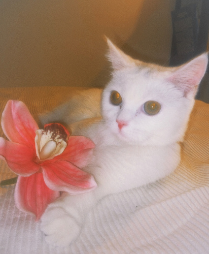 sahiplendiriliyor fotoğraf