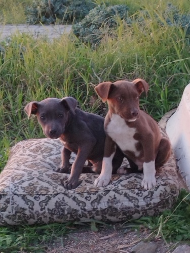 Ücretsiz sahiplendirme - Dogo/pitt yavru ~ 2 aylık fotoğraf