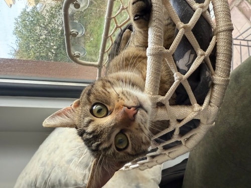 İnsan canlısı çocuk yuva arıyor fotoğraf