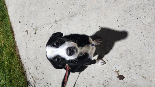 Oreo,insanının kanser tedavisi başlayacağı için geçici-kalıcı yuva arıyor. fotoğraf