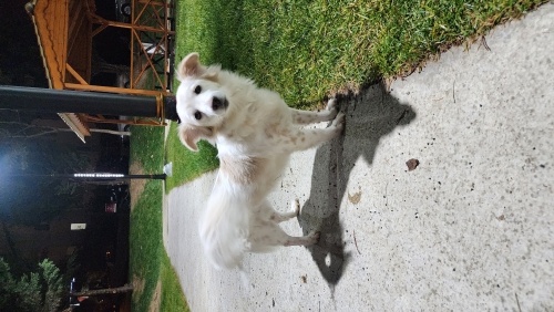 FOX,insanının kanser tedavisi başlayacağı için geçici-kalıcı yuva arıyor. fotoğraf