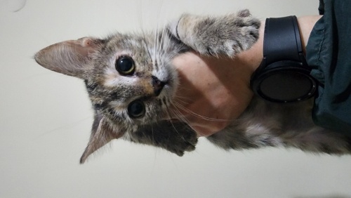 3 kardeş yuva arıyor fotoğraf