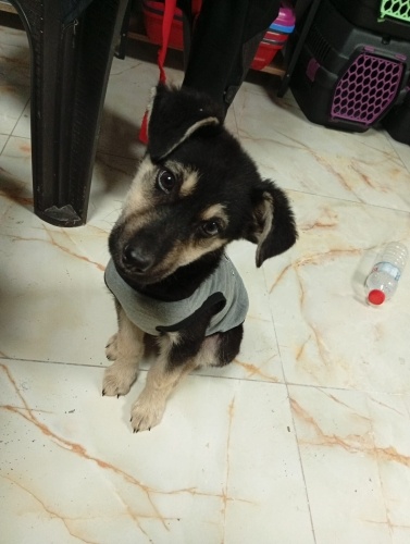 Winston yuva arıyor fotoğraf