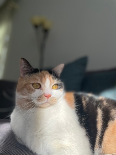 ÖMÜRLÜK ACİL YUVA ARANIYOR!!! Dünya tatlısı Lindaya fotoğraf