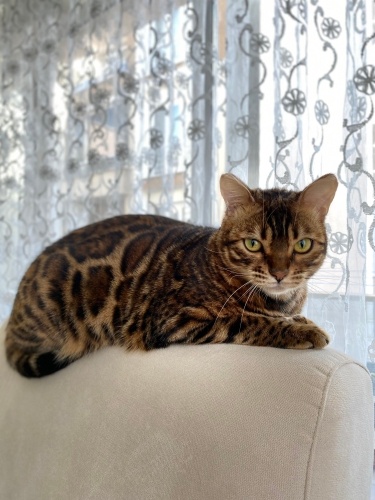 İyi bakılacağı kalıcı yuva fotoğraf