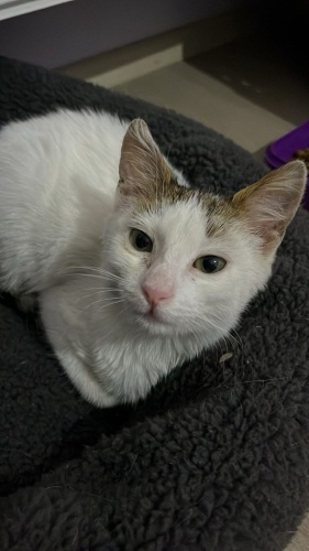 fındığa yuva arıyoruz fotoğraf